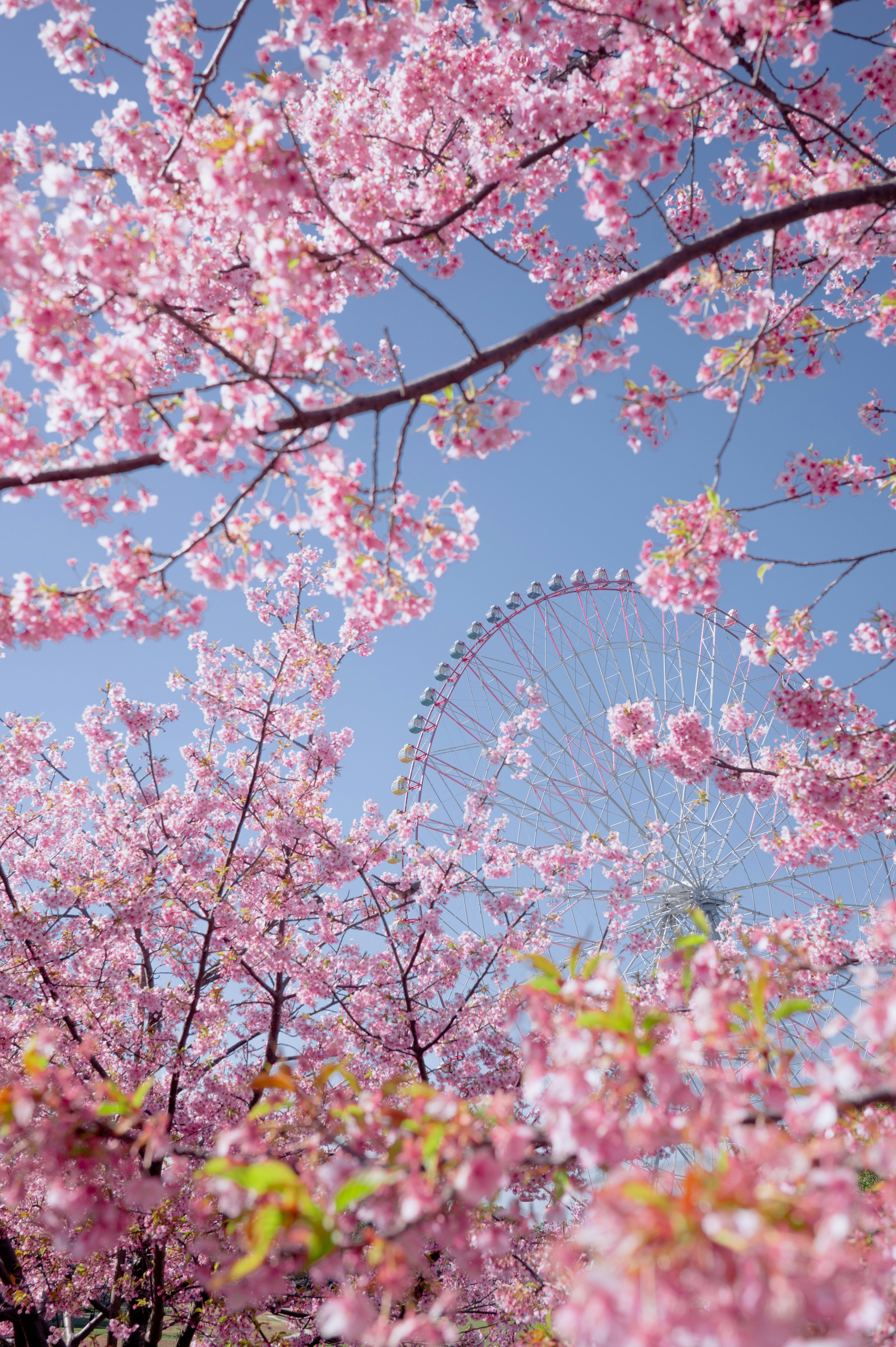 Sakura